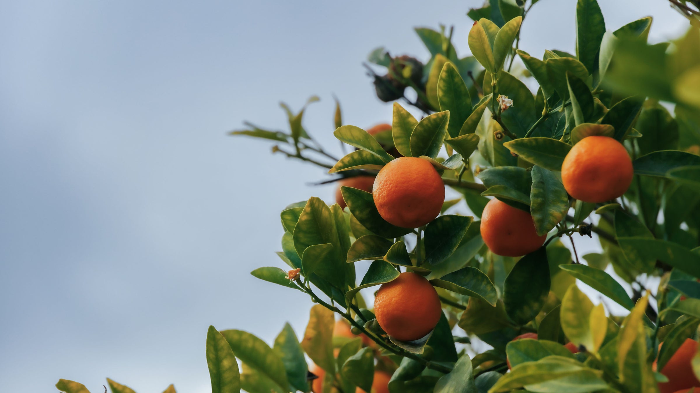 Colombia El Origen Mandarine Azahar コロンビア エル オリヘン マンダリン アサール ¥3,980~税込