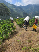 Load image into Gallery viewer, Monteblanco Coconut Lemonade: cherry pickers at the farm (image 3)
