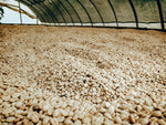 Load image into Gallery viewer, El Paraiso Anaerobic Lychee: El Paraiso farm (image 4)
